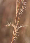 Little bluestem